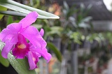 IMG_0811
