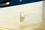 IMG_5456