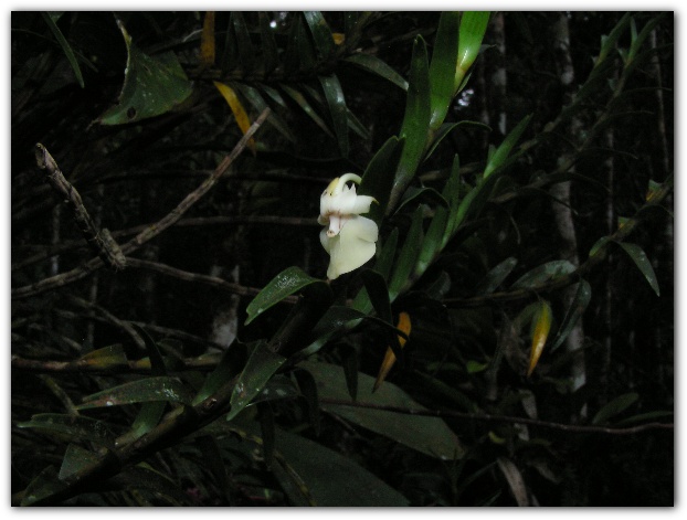 600x448 pixels (85K)