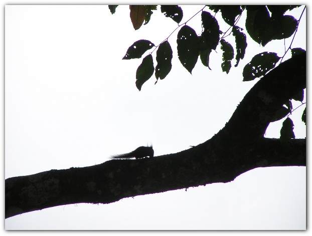 600x448 pixels (63K)