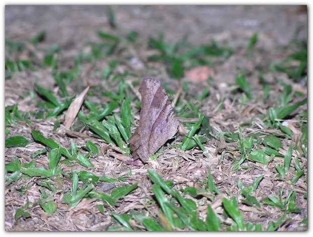 600x448 pixels (133K)