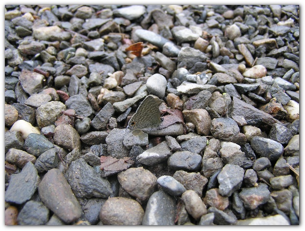 600x448 pixels (153K)